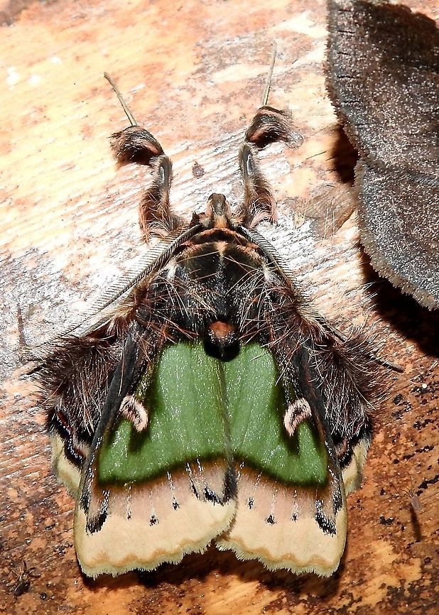 Ceroctena amynta (Noctuidae) At Reserva Natural Guadualito, Montenegro, Quind&iacute;o, Colombia (1200 m elevation) Ceroctena amynta,Colombia,Emeraldine,Geotagged,Summer