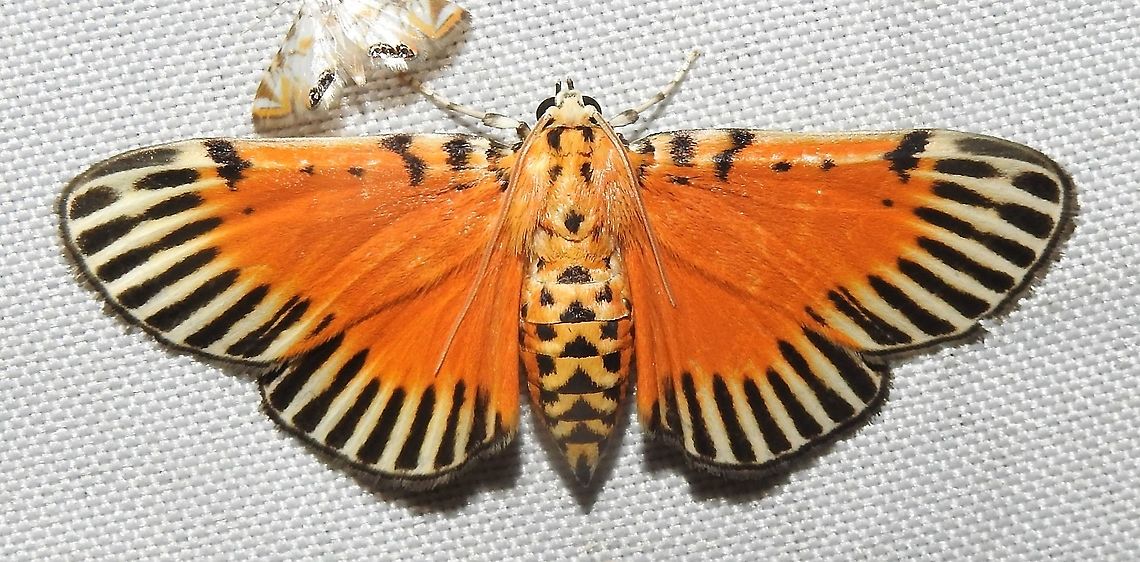 Polygrammodes mimetica (Crambidae) El Veinte, 20 km east of Quibd&oacute;. Spectacular view of the Choc&oacute; forest, hundreds of moths. Colombia,Geotagged,Polygrammodes mimetica,Winter