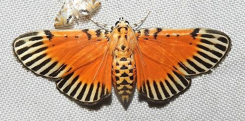 Polygrammodes mimetica (Crambidae) El Veinte, 20 km east of Quibd&oacute;. Spectacular view of the Choc&oacute; forest, hundreds of moths. Colombia,Geotagged,Polygrammodes mimetica,Winter