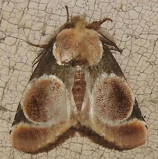 Dognina botis (Notodontidae) At Tochecito, Tolima, Colombia (2700 m elevation) Dognina botis