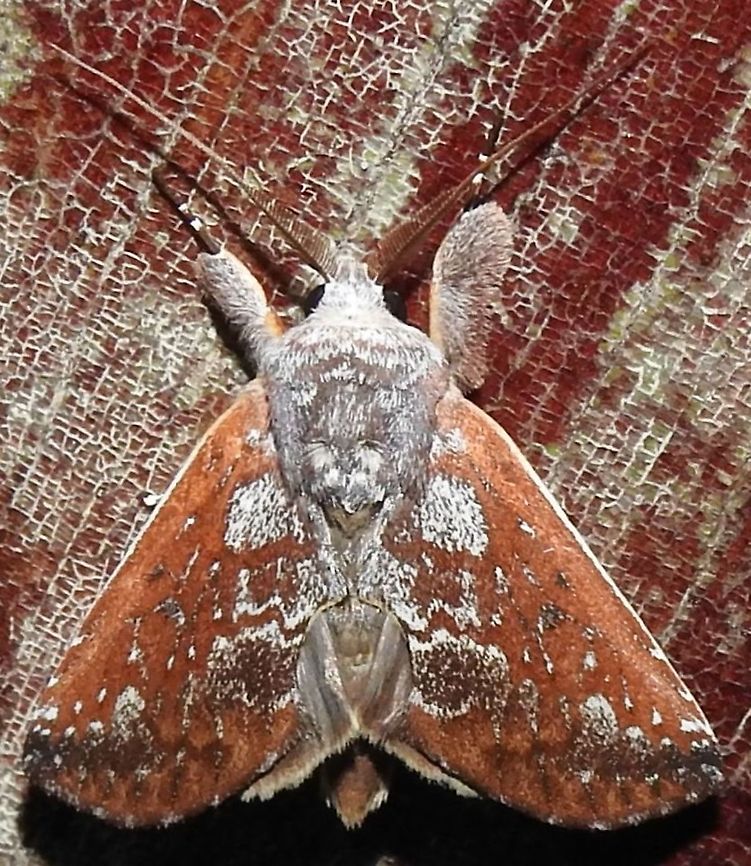 Hemiceras sparsipennis (Notodontidae) At Leticia, Amazonas, Colombia (100 m elevation) Colombia,Fall,Geotagged,Hemiceras sparsipennis,Spring