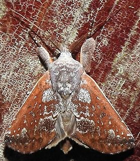 Hemiceras sparsipennis (Notodontidae) At Leticia, Amazonas, Colombia (100 m elevation) Colombia,Fall,Geotagged,Hemiceras sparsipennis,Spring