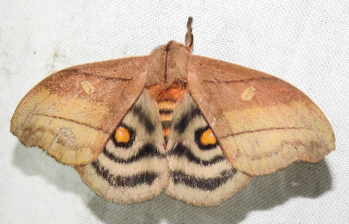 Hyperchiria nausica (Saturniidae) At Quibdo, Choco, Colombia (50 m elevation) Hyperchiria nausica
