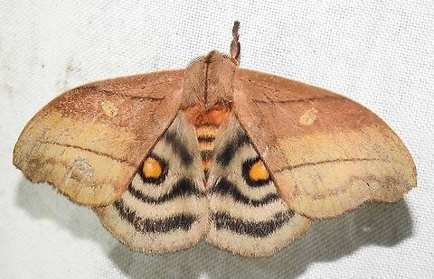 Hyperchiria nausica (Saturniidae) At Quibdo, Choco, Colombia (50 m elevation) Hyperchiria nausica