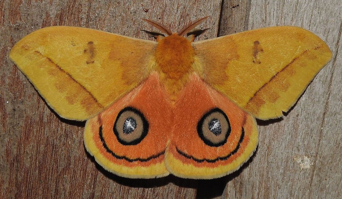 Automeris jucunda (Saturniidae) At Reserva Natural Guadualito, Montenegro, Quind&iacute;o, Colombia (1200 m elevation) Automeris jucunda,Colombia,Geotagged,Winter