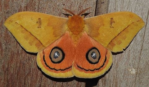 Automeris jucunda (Saturniidae) At Reserva Natural Guadualito, Montenegro, Quindío, Colombia (1200 m elevation) Automeris jucunda,Colombia,Geotagged,Winter