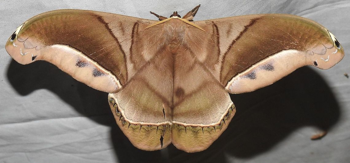 Rhescyntis hippodamia (Saturniidae) At Leticia, Amazonas, Colombia (100 m elevation) Rhescyntis hippodamia