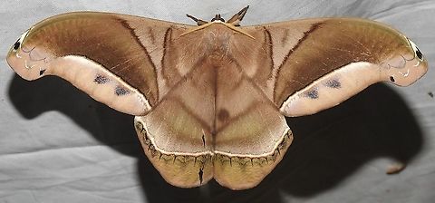 Rhescyntis hippodamia (Saturniidae) At Leticia, Amazonas, Colombia (100 m elevation) Rhescyntis hippodamia