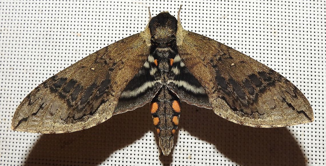 Manduca hannibal (Sphingidae) At Reserva Natural Guadualito, Montenegro, Quind&iacute;o, Colombia (1200 m elevation) Colombia,Geotagged,Manduca hannibal,Spring,sphingidae