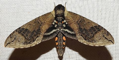 Manduca hannibal (Sphingidae) At Reserva Natural Guadualito, Montenegro, Quindío, Colombia (1200 m elevation) Colombia,Geotagged,Manduca hannibal,Spring,sphingidae