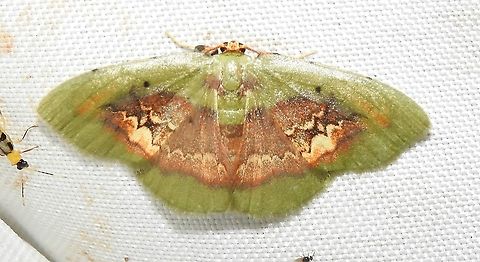Pyrochlora rhanis (Geometridae) At Leticia, Amazonas, Colombia (100 m elevation) Pyrochlora rhanis