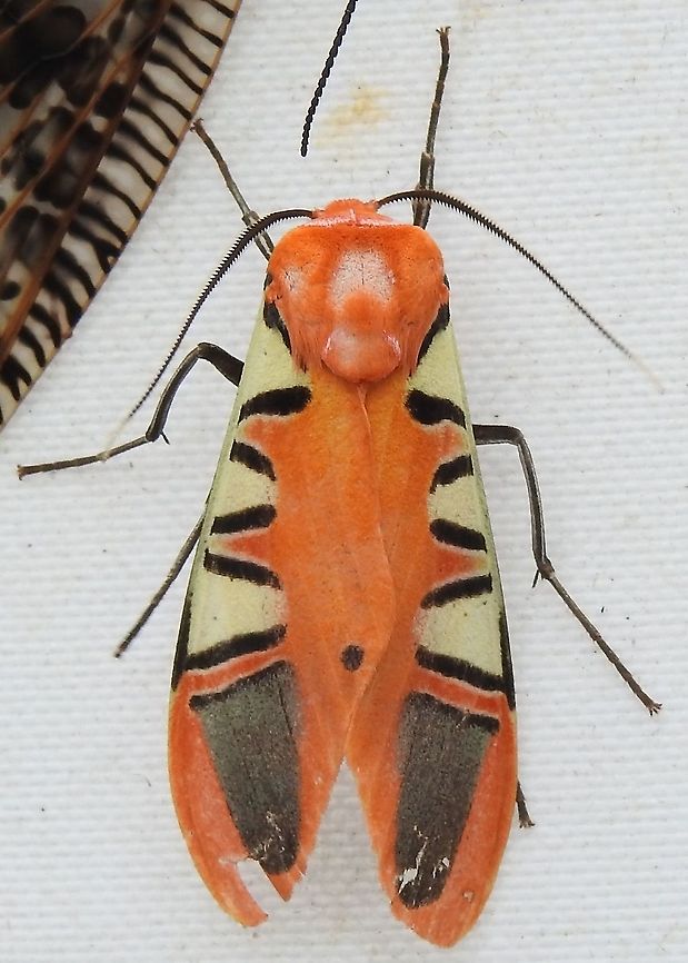 Gorgonidia buckleyi (Erebidae) At Leticia, Amazonas, Colombia (100 m elevation) Gorgonidia buckleyi