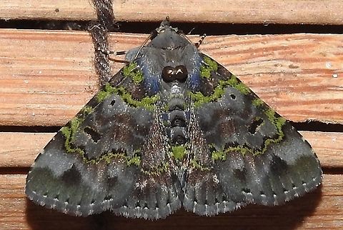 Metalectra sp nova (Erebidae) At Reserva Natural Guadualito, Montenegro, Quindío, Colombia (1200 m elev. Colombia,Geotagged,Winter