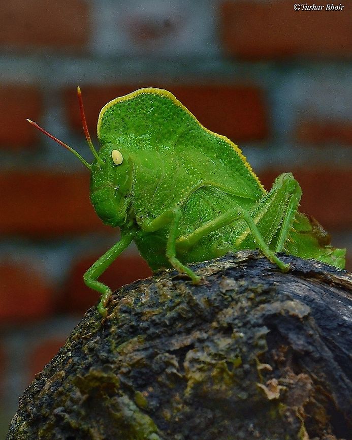 Hooded Grasshopper This is species of grasshopper or commonly known as a teratodes. This species is native to the India and Sri Lanka. It is also a pest of Teak and Sandal wood.  #grasshopper,Geotagged,Hooded grasshopper,India,Teratodes monticollis