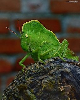 Hooded Grasshopper This is species of grasshopper or commonly known as a teratodes. This species is native to the India and Sri Lanka. It is also a pest of Teak and Sandal wood.  #grasshopper,Geotagged,Hooded grasshopper,India,Teratodes monticollis