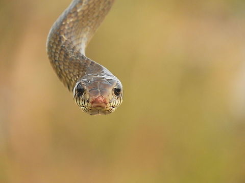 The indian rat snake It is one of the fastest and nonvenomous snake of india. Geotagged,India,Oriental ratsnake,Ptyas mucosa,Winter