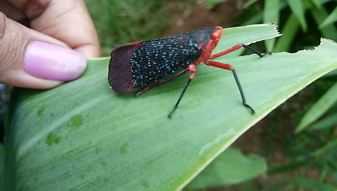 IMG_20200816_155056  Geotagged,India,Summer