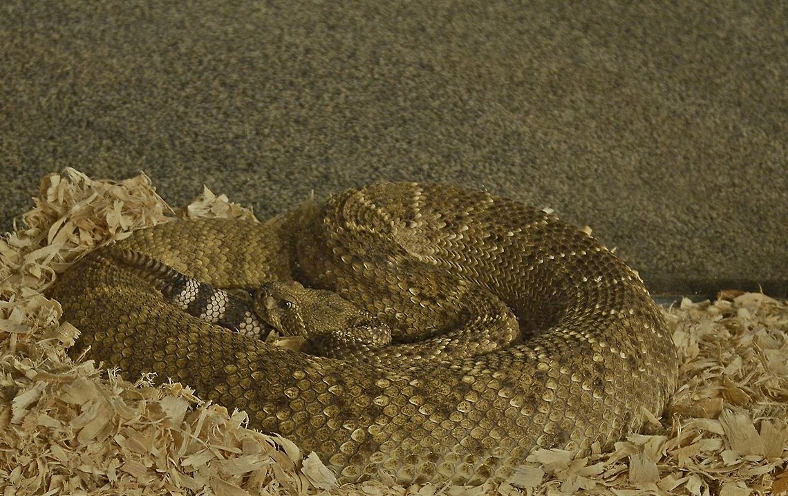 Western diamondback rattlesnake  Crotalus atrox