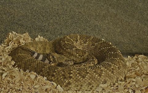 Western diamondback rattlesnake  Crotalus atrox