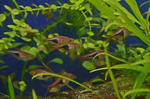 Harlequin rasbora  Harlequin rasbora,Trigonostigma heteromorpha