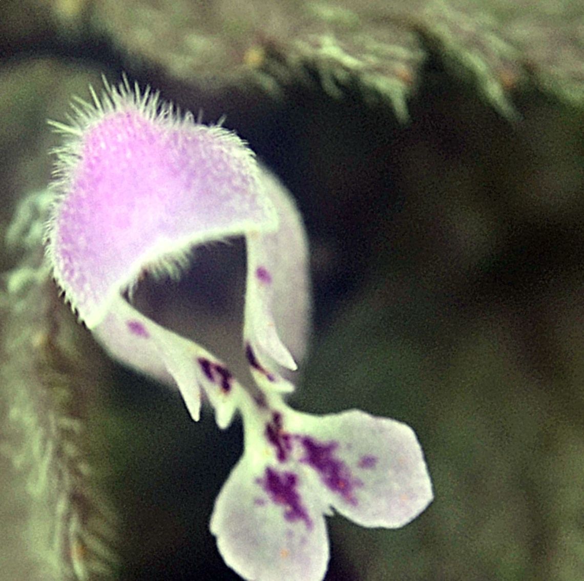 This one has me puzzled this grows throughout my lawn I have no idea what it is Lamium purpureum,Red Deadnettle,botanical,flora,floral,flower,plant
