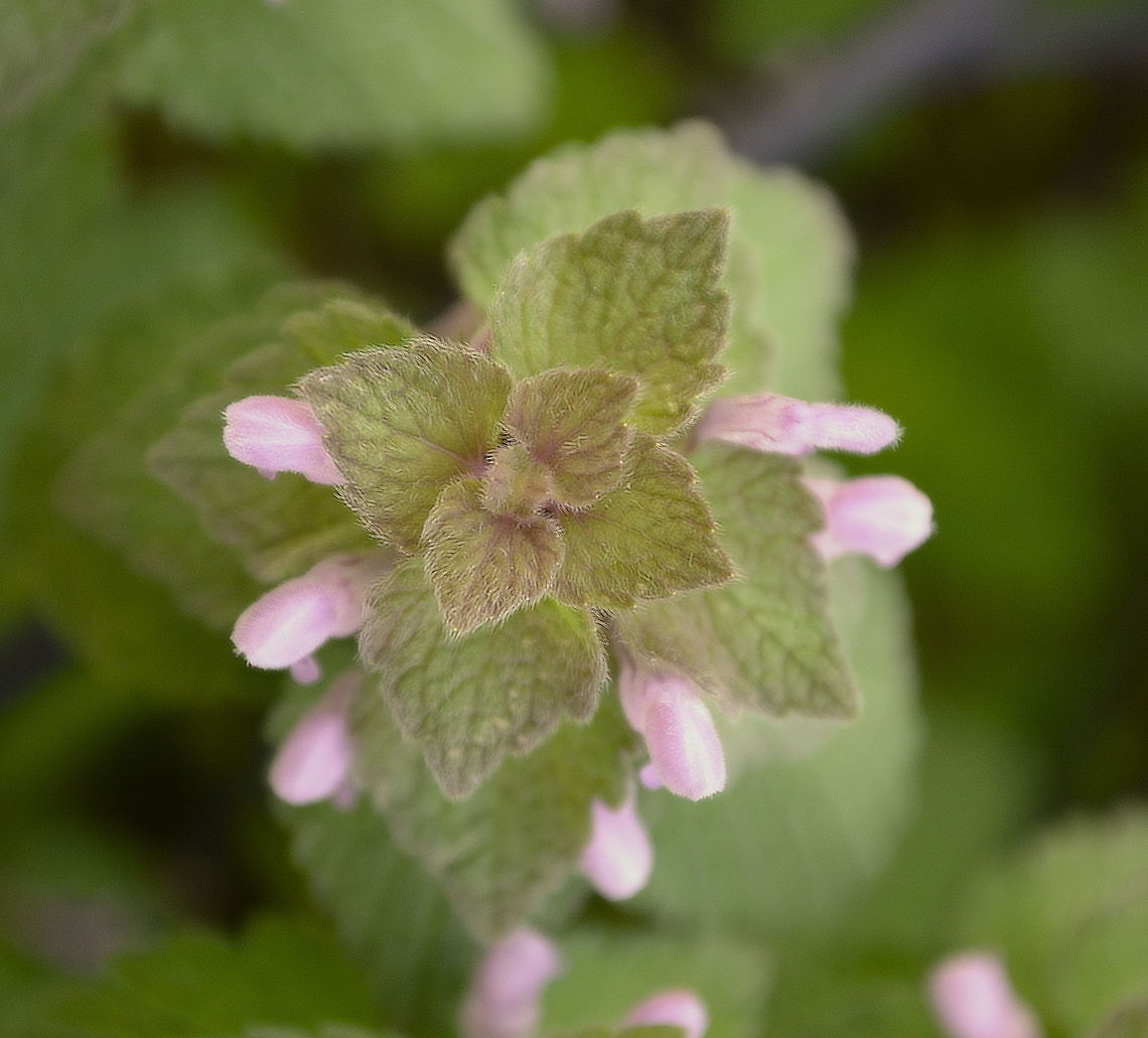 overview this is a &quot;non -macro&quot; of the earlier flower I uploaded  Lamium purpureum,Red Deadnettle,bloom,blossom,botanical,flora,floral,flower,plant