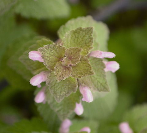overview this is a "non -macro" of the earlier flower I uploaded  Lamium purpureum,Red Deadnettle,bloom,blossom,botanical,flora,floral,flower,plant