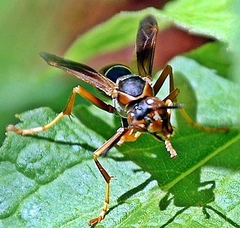 we call these paper wasps these have a nasty repetitive sting  Polistes fuscatus