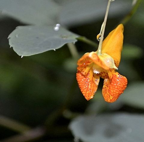 Orange Jewelweed  Impatiens capensis,Orange Jewelweed,botanical,flora,flower,nature,plant