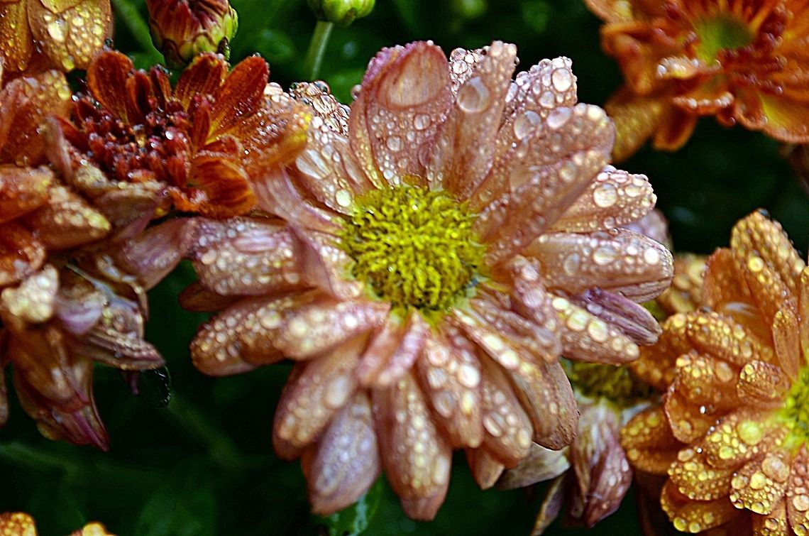 Chrysanthemum  Chrysanthemum morifolium