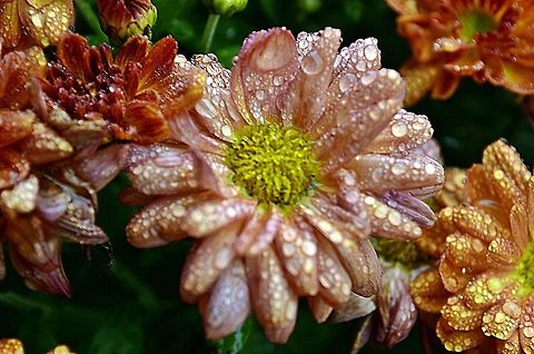 Chrysanthemum  Chrysanthemum morifolium