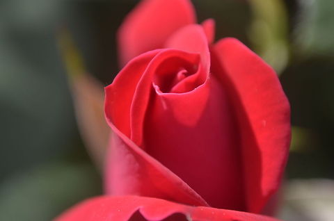 Rose  flora,flower,nature,plant,wildflower