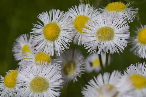 Fleabane Aster  Erigeron foliosus,Fleabane Aster