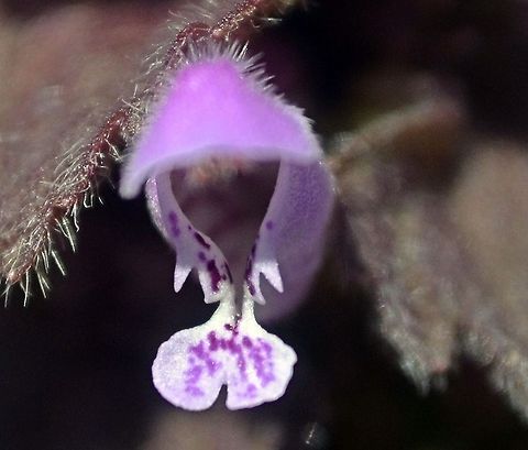 Red Deadnettle  Lamium purpureum,Red Deadnettle