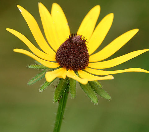 Black-eyed Susan  Black-eyed Susan,Rudbeckia hirta,black eyed Susan,blossom,fflora,floral,flower,macro,nature,plant