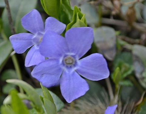 Blue Periwinkle  Vinca major,flora,flower,nature,plant,vinca major,wildflower