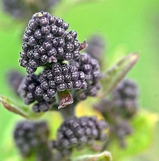 _DSC4639_4427  botanical