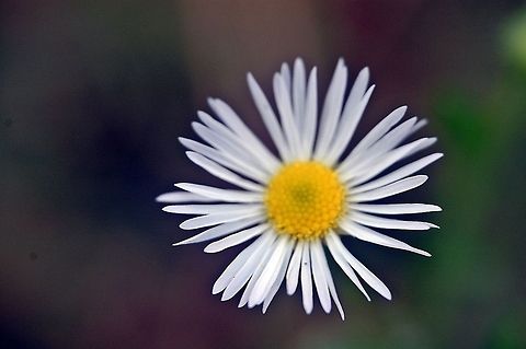 DSC_0076-1  Leucanthemum vulgare,Oxeye daisy,flora,flower,nature,plant,wildflower