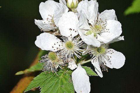 DSC_0020-14  flora,flower,nature,plant,wildflower