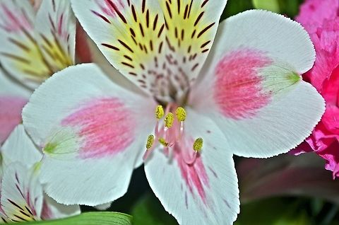 Alstroemeria  flora,flower,nature,plant,wildflower