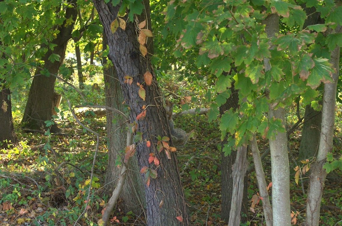 _DSC0833a  Eastern gray squirrel,Sciurus carolinensis