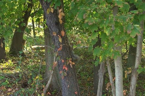 _DSC0833a  Eastern gray squirrel,Sciurus carolinensis