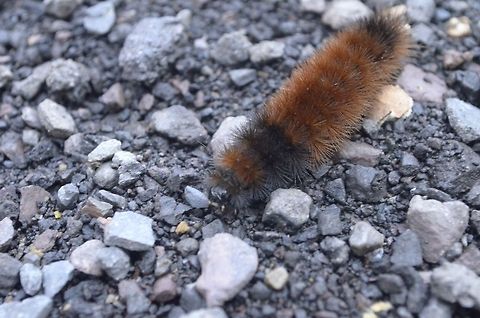 caterpillar found on a nice walk through the woods Pyrrharctia isabella,caterpillar