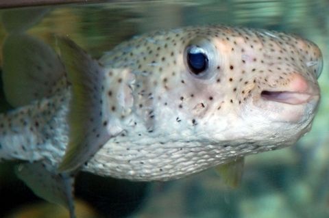 kiss me cute fish Chilomycterus reticulatus,Diodon hystrix,Spotted porcupinefish,animal,fish,marine life