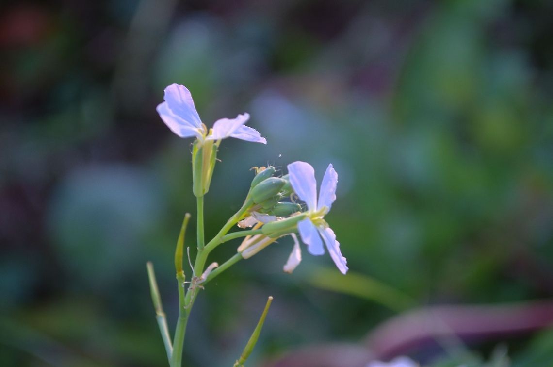 Radish flower you will never guess what kind of flower this is Radish,Raphanus sativus,botanical,floral,flower