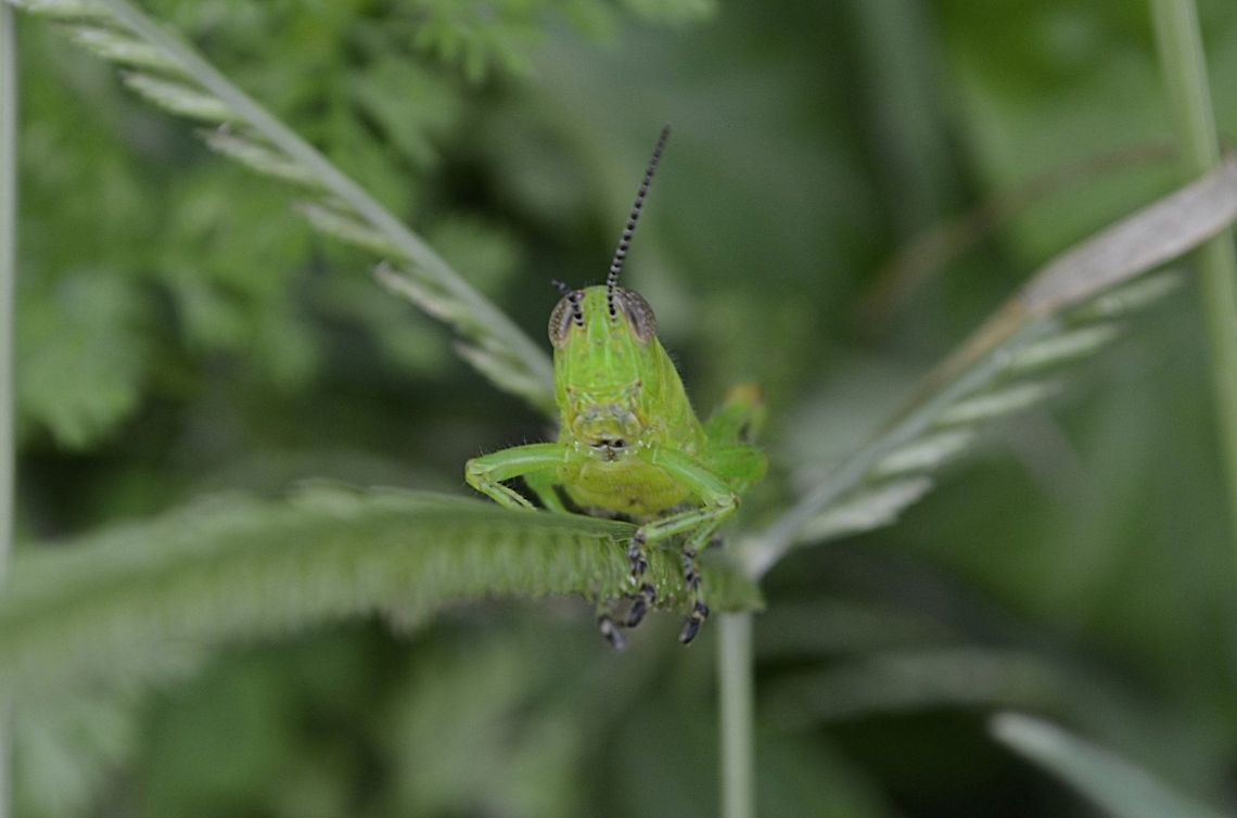 Grasshopper  animal,bug,flying insect