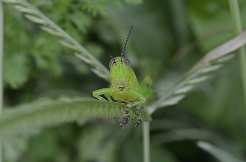 Grasshopper  animal,bug,flying insect
