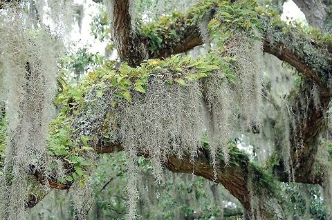 Spanish moss  Tillandsia usneoides,botanical,plant