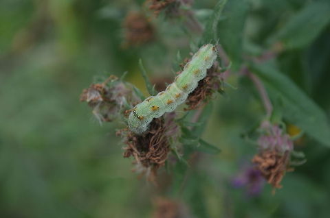 caterpillar