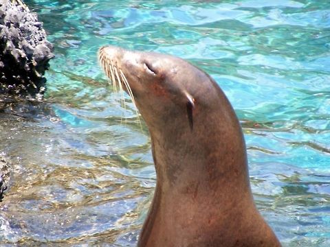 California sea lion  California sea lion,Zalophus californianus